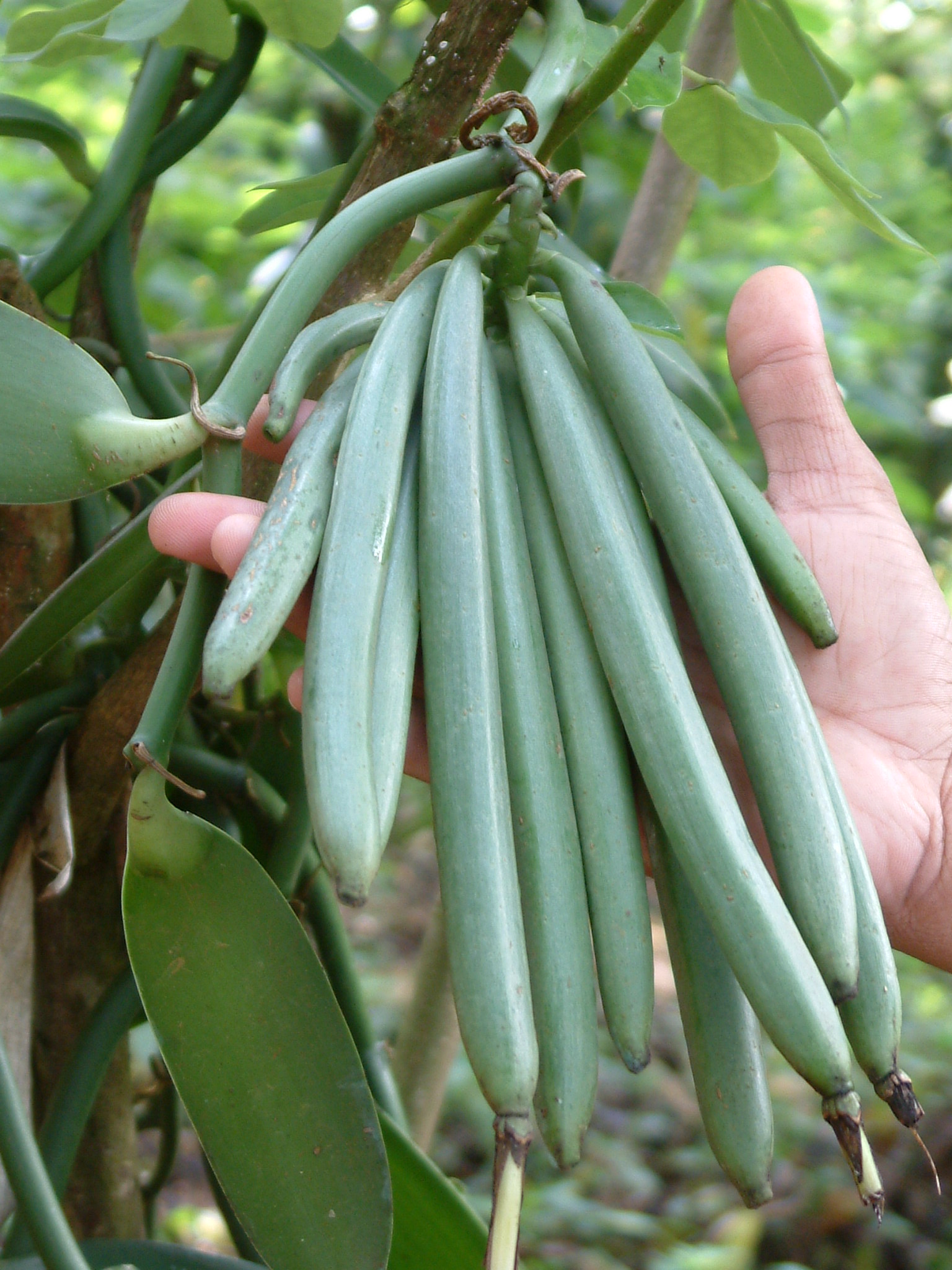 Vainas de vainilla premium